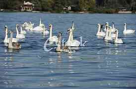 Swans on the River