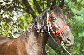 Horse on the street in the afternoon