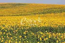 field of sunflowers and blue sun sky