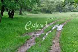 Rural road Country road, green trees and forest nature