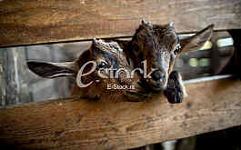 Goat farm Serbia