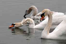 White swans