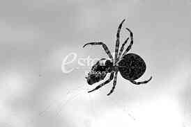 Spider