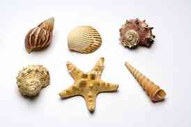 Starfish, shell