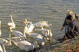 Labud na reci Dunav, Swan on the Danube river