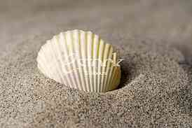 Starfish, shell