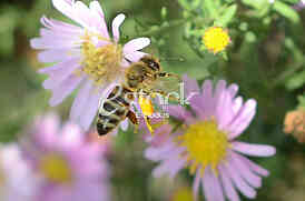 The bee