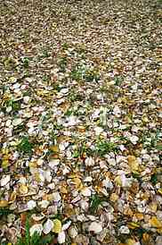 fallen autumn leaves