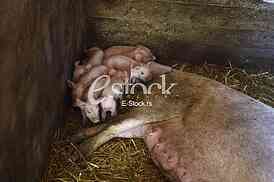 pigs on the farm