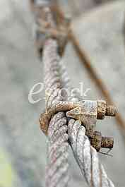 Steel cable