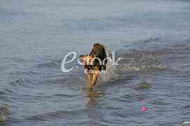 dog running through the water, dog runs on water