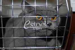 Cat show