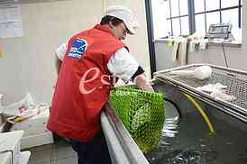 Preparing fish for eating.