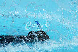 World Championship in freediving