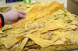  Marking of 10 years Japan Tobacco International