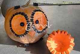 competition for the heaviest pumpkin, and for the most beautiful piece of pumpkin, market Zemun