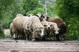 Herd of sheep on beautiful mountain meadow