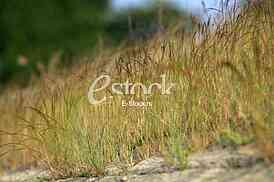 Spring or summer background with green grass