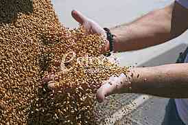 Agriculture
