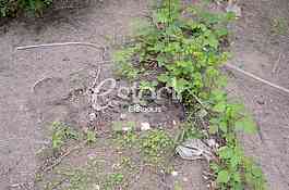 Place where he found the corpse of a Chinese citizen