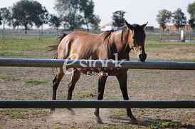 Horse