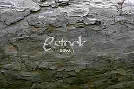 old lime tree bark seamless background pattern brown tree filling the frame