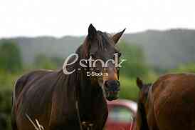 horses in the countryside in a field near mountains
