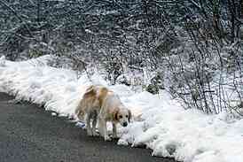 Hunting dog