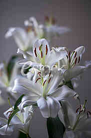 white lilies