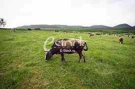 Cows grazing on a green summer meadow