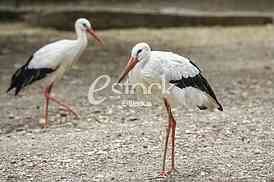 two herons walking on the ground