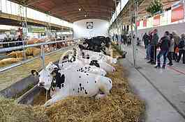 Agricultural machinery at fair