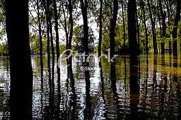 Tamis poplave
