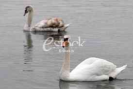 White swans
