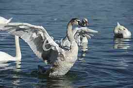 Swans on the River