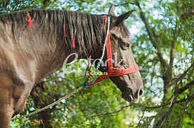 Horse on the street in the afternoon