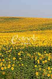 field of sunflowers and blue sun sky