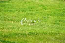 fresh spring green grass background texture straight