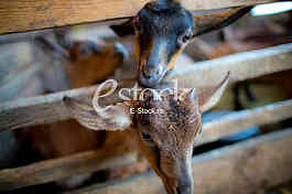 Goat farm Serbia