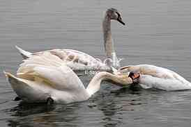 White swans