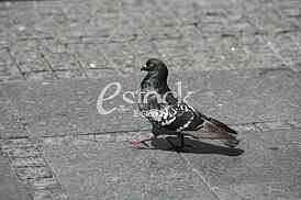 Single pigeon walking