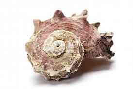 Starfish, shell