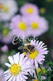 The bee