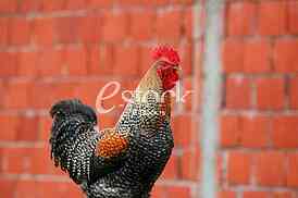 Beautiful rooster crowing crows rooster