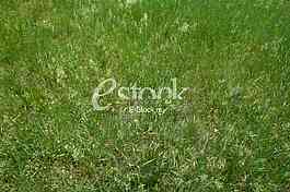 fresh spring green grass background texture straight