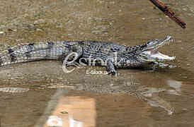 Alligator in Budva
