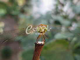 dragonfly