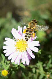 The bee