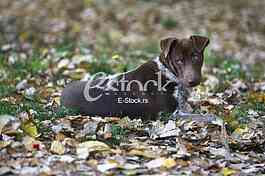 dog resting on yellow leaves