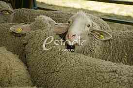 Sheep